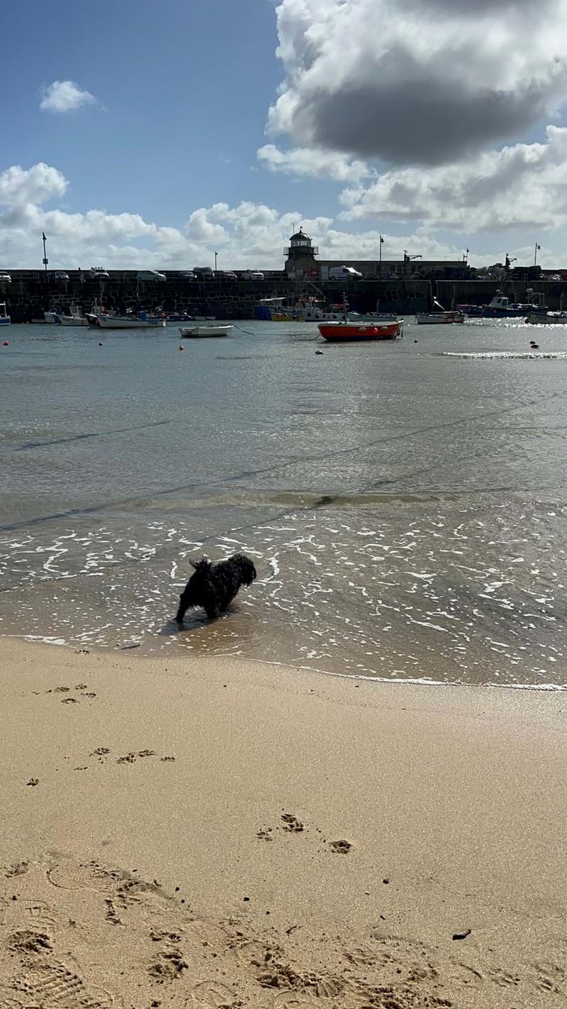 Dog paddling at St Ives Harbour