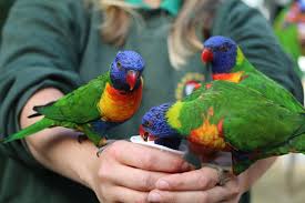 Feeding the Lorakeets at Paradise Park Hayle