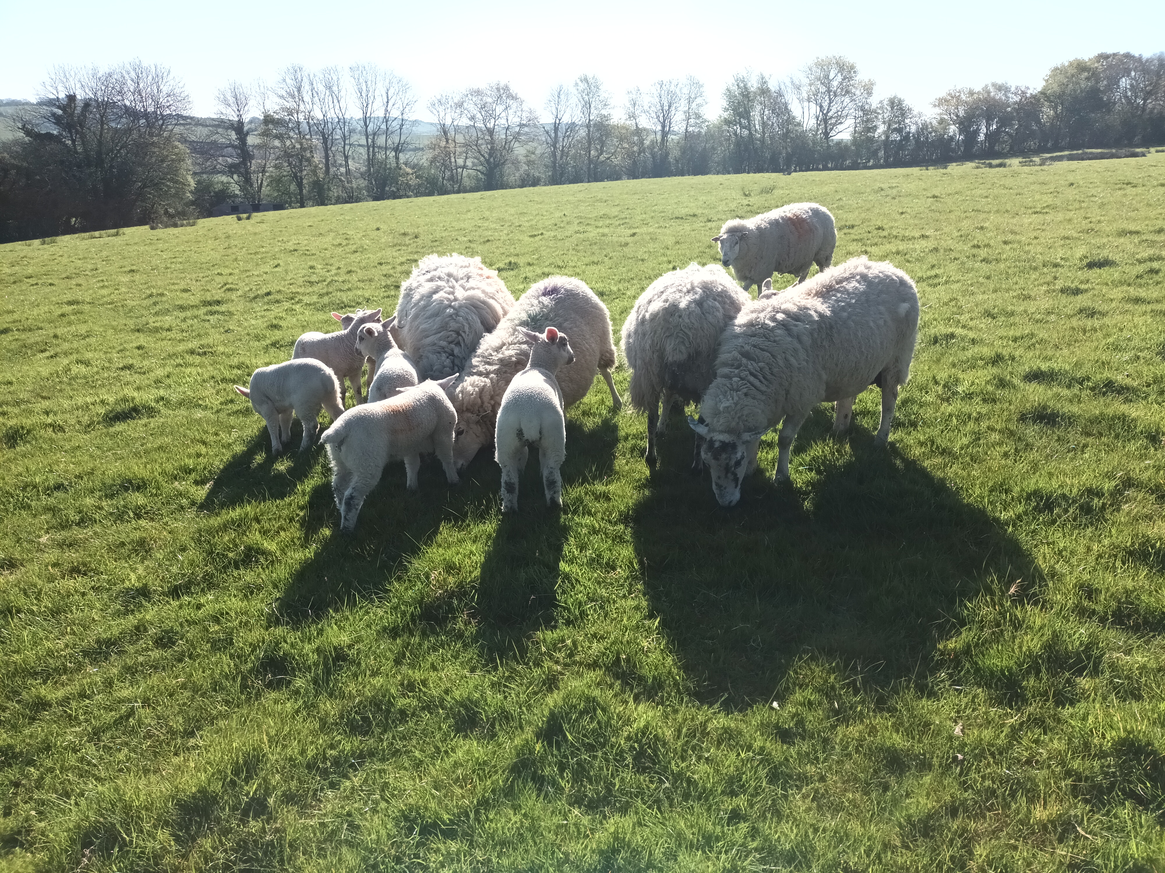 A flock of ewes and lambs in the paddock