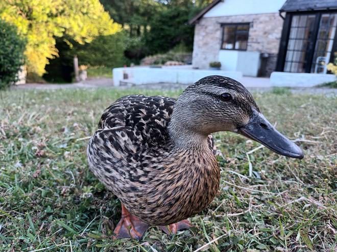 A female mallard duck on the grass