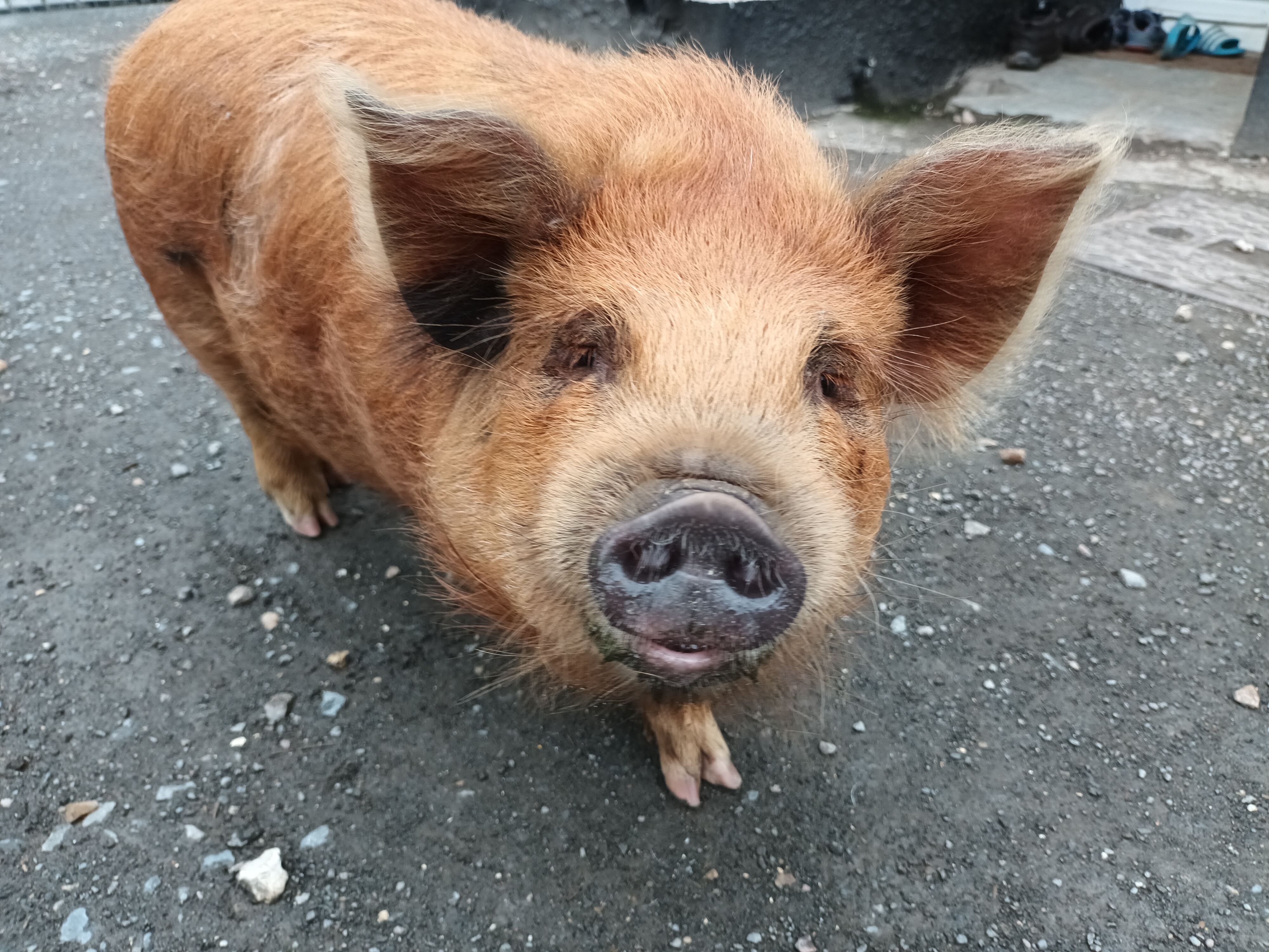 KuneKune pig