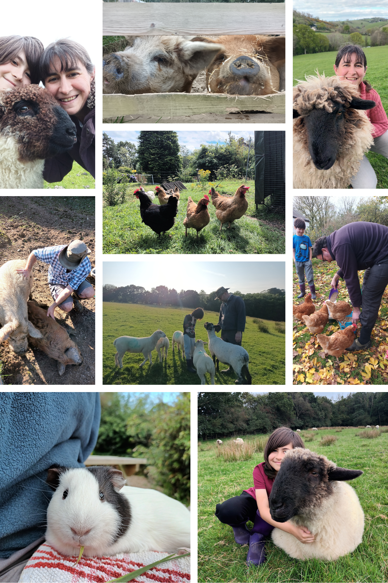 Collage of animal images