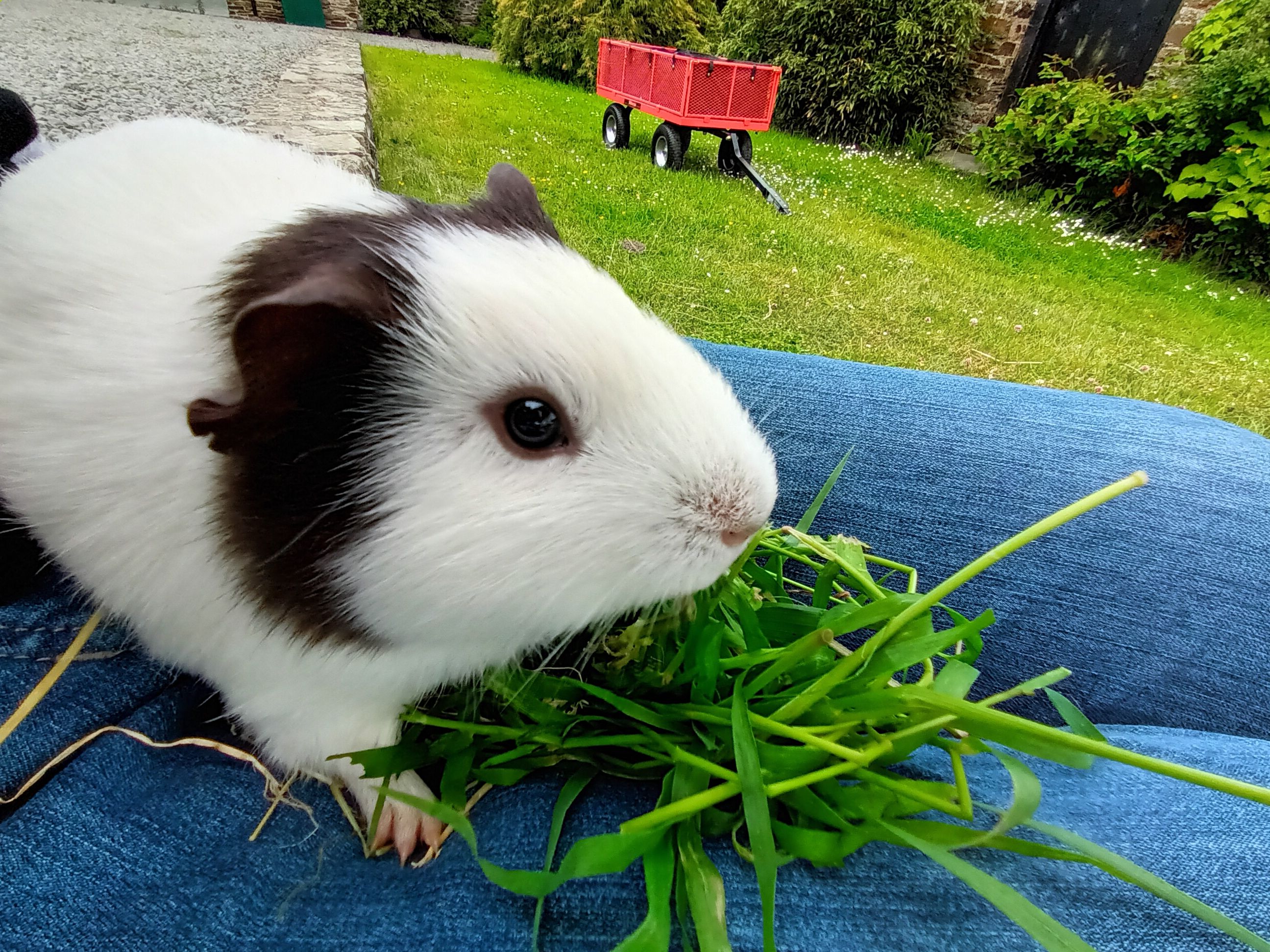 Guinea pig