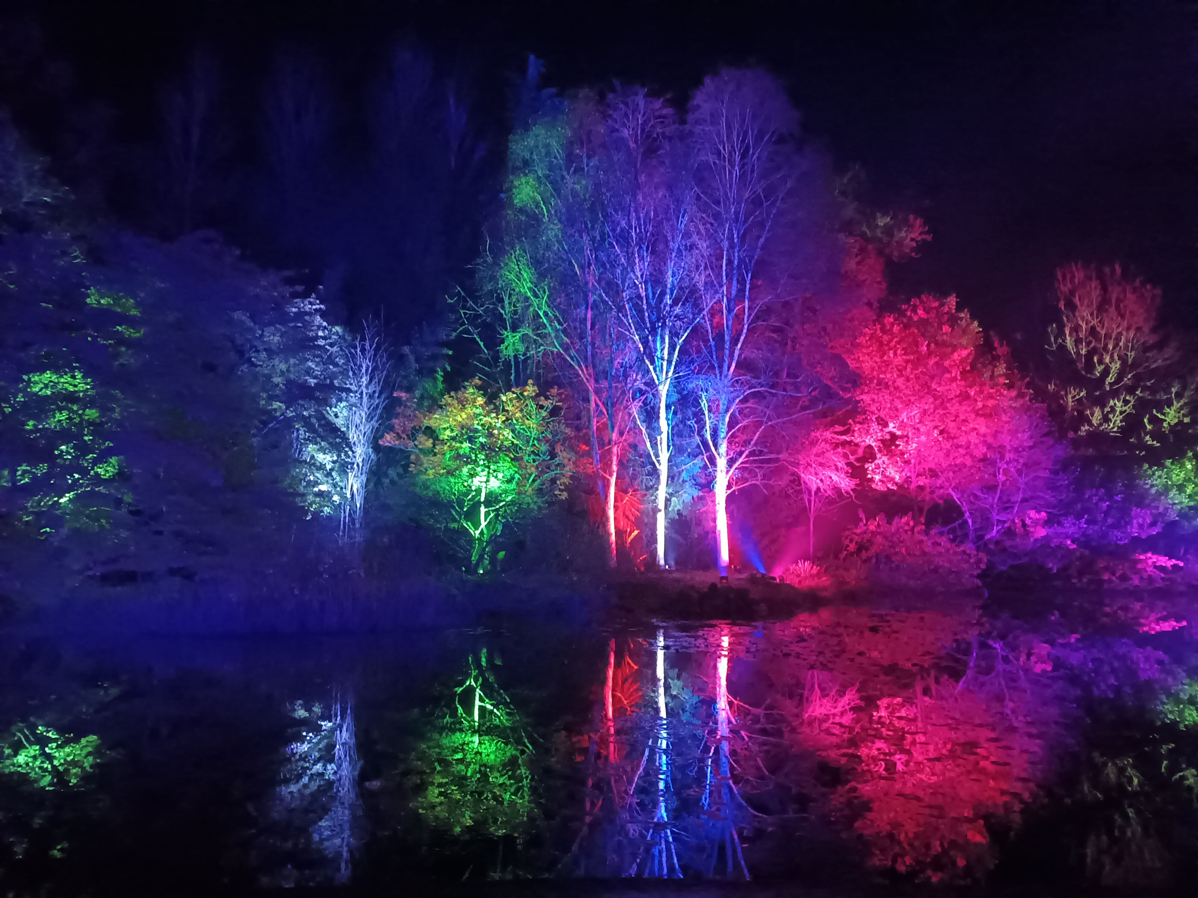 Night-time photo of trees illuminated with pink, purple and green lights. 