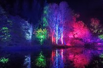 Night-time photo of trees illuminated with pink, purple and green lights. 