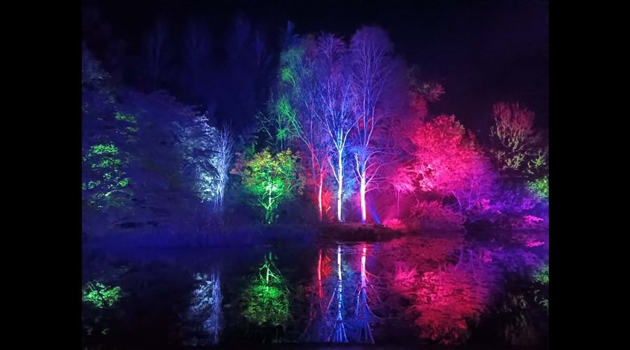 Night-time photo of trees illuminated with pink, purple and green lights. 