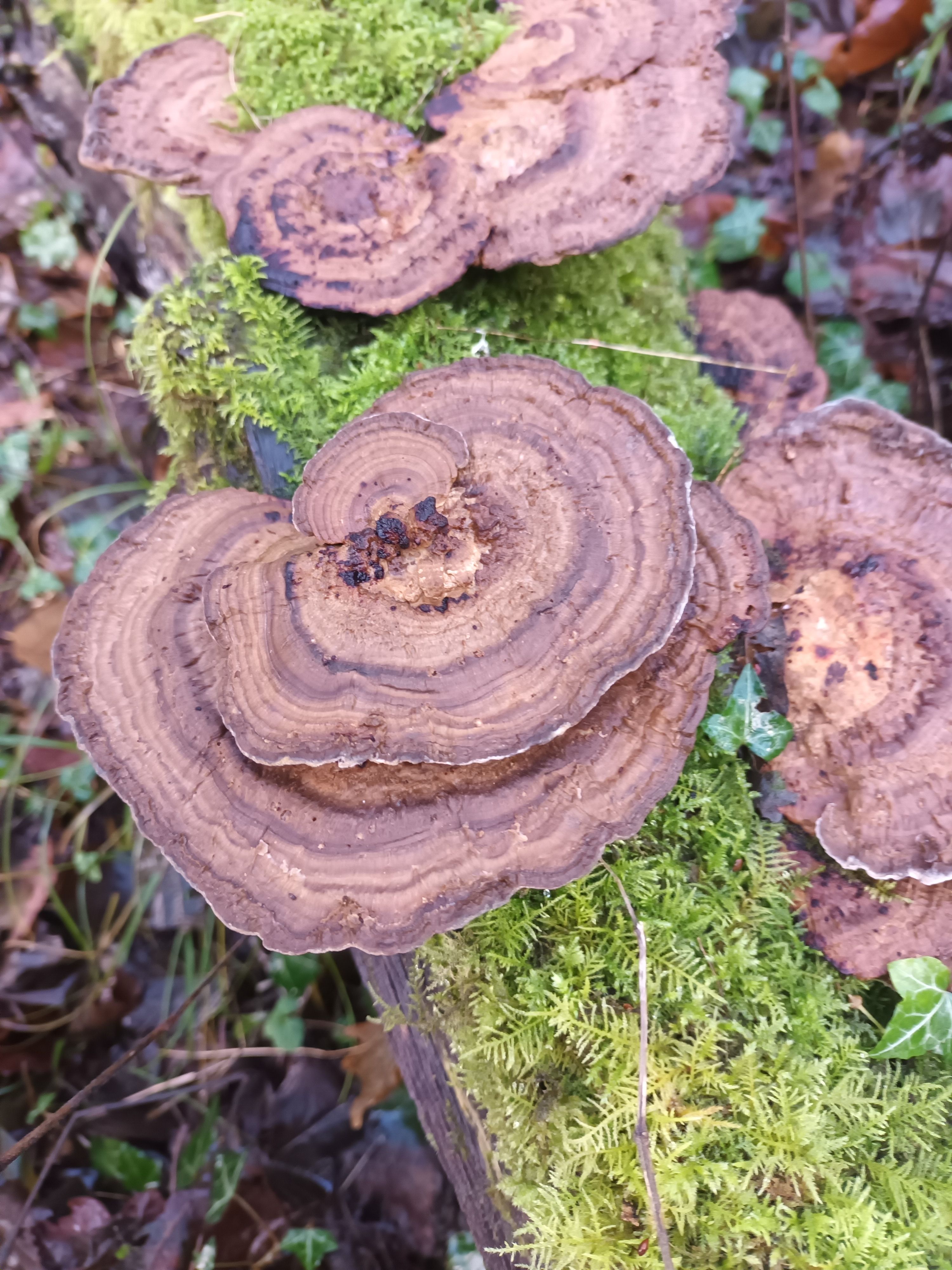 Fungi with brown spiral pattern growing on moss covered branch