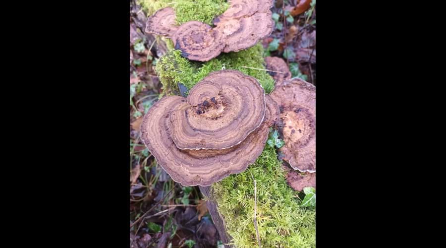 Fungi with brown spiral pattern growing on moss covered branch