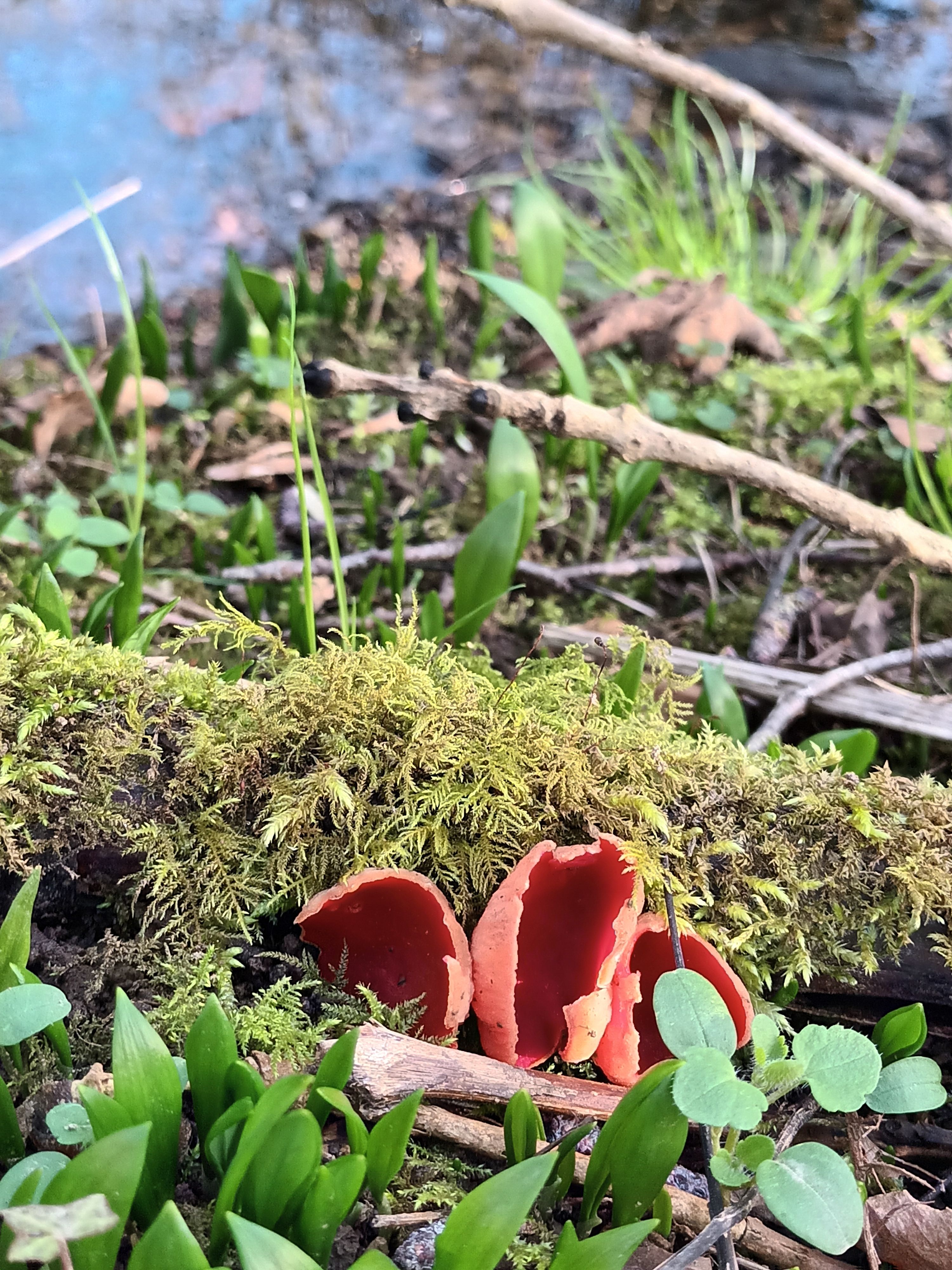 Fungi growing on a mossy log by a stream