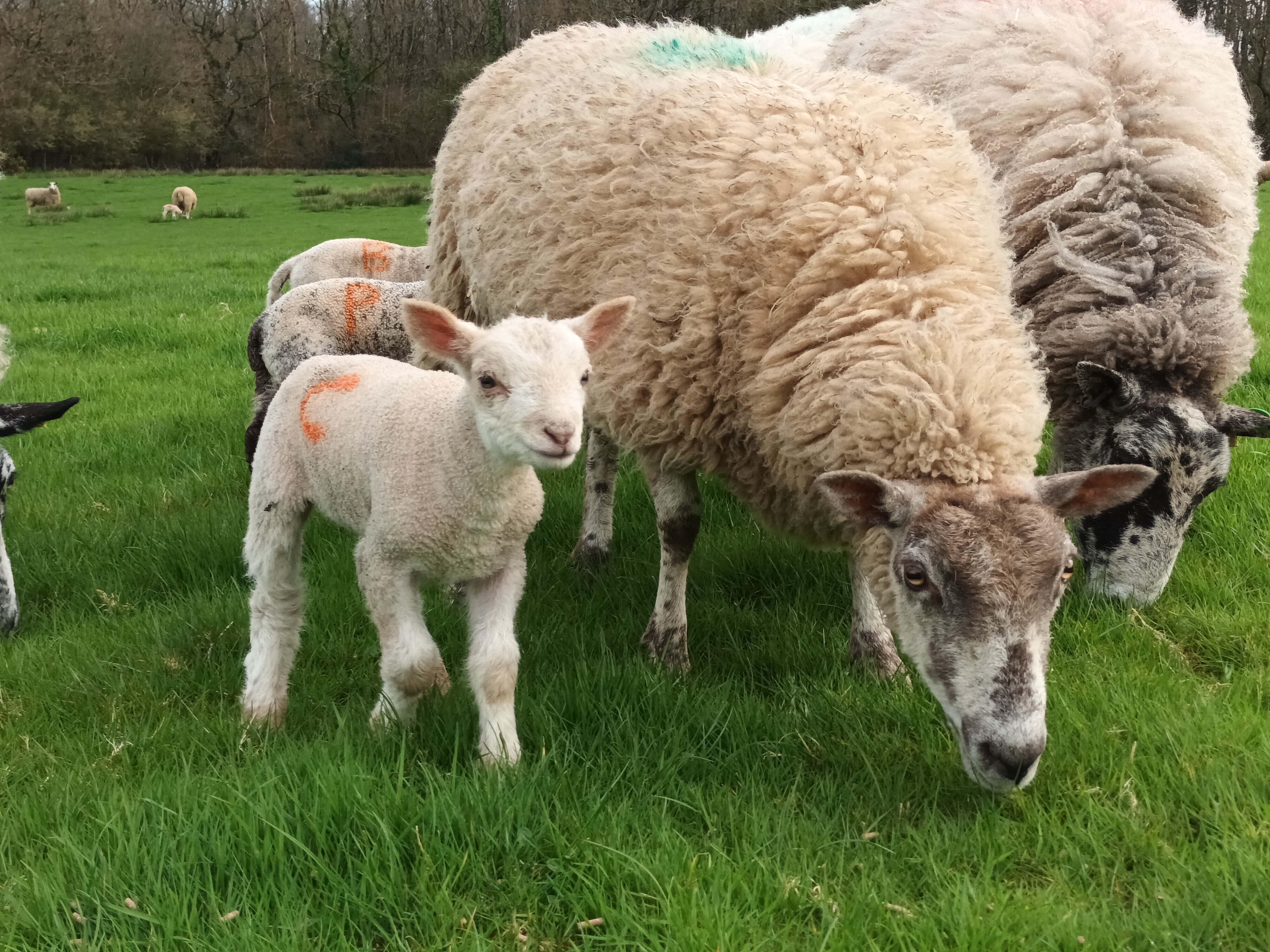 A young lamb with it