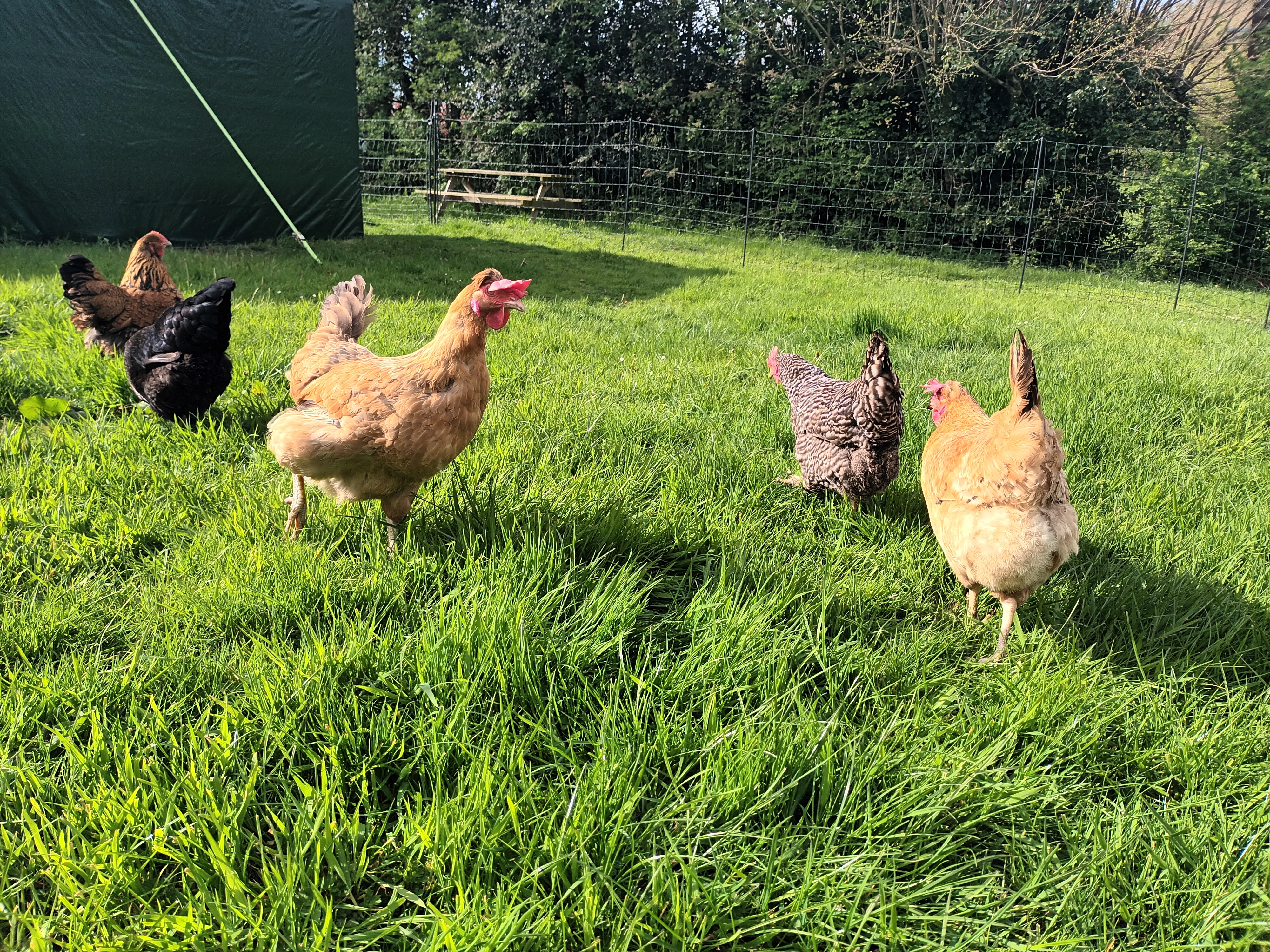5 hens free-ranging on the grass
