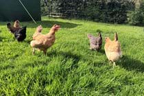 5 hens free-ranging on the grass