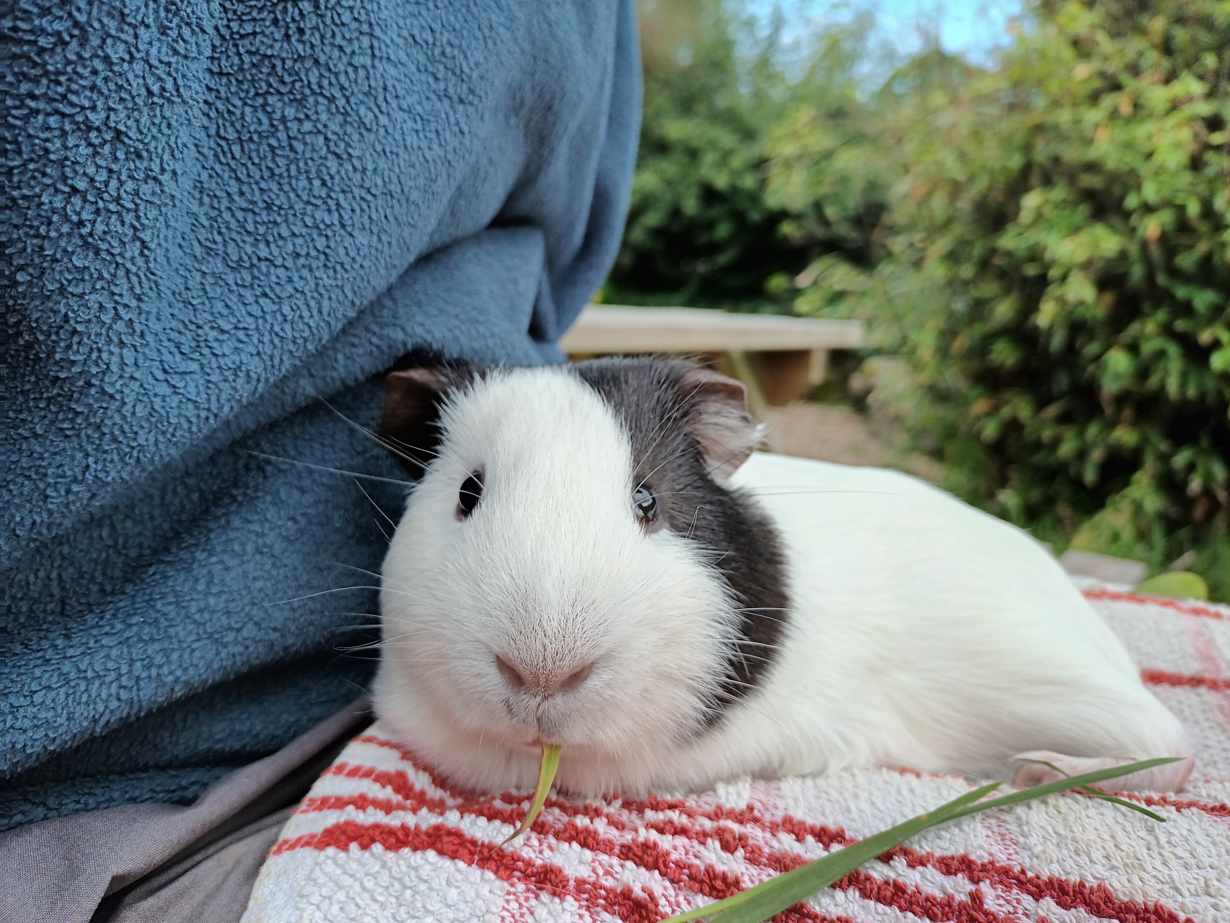 Black and white guinea pig sitting on a lap