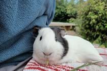 Black and white guinea pig sitting on a lap