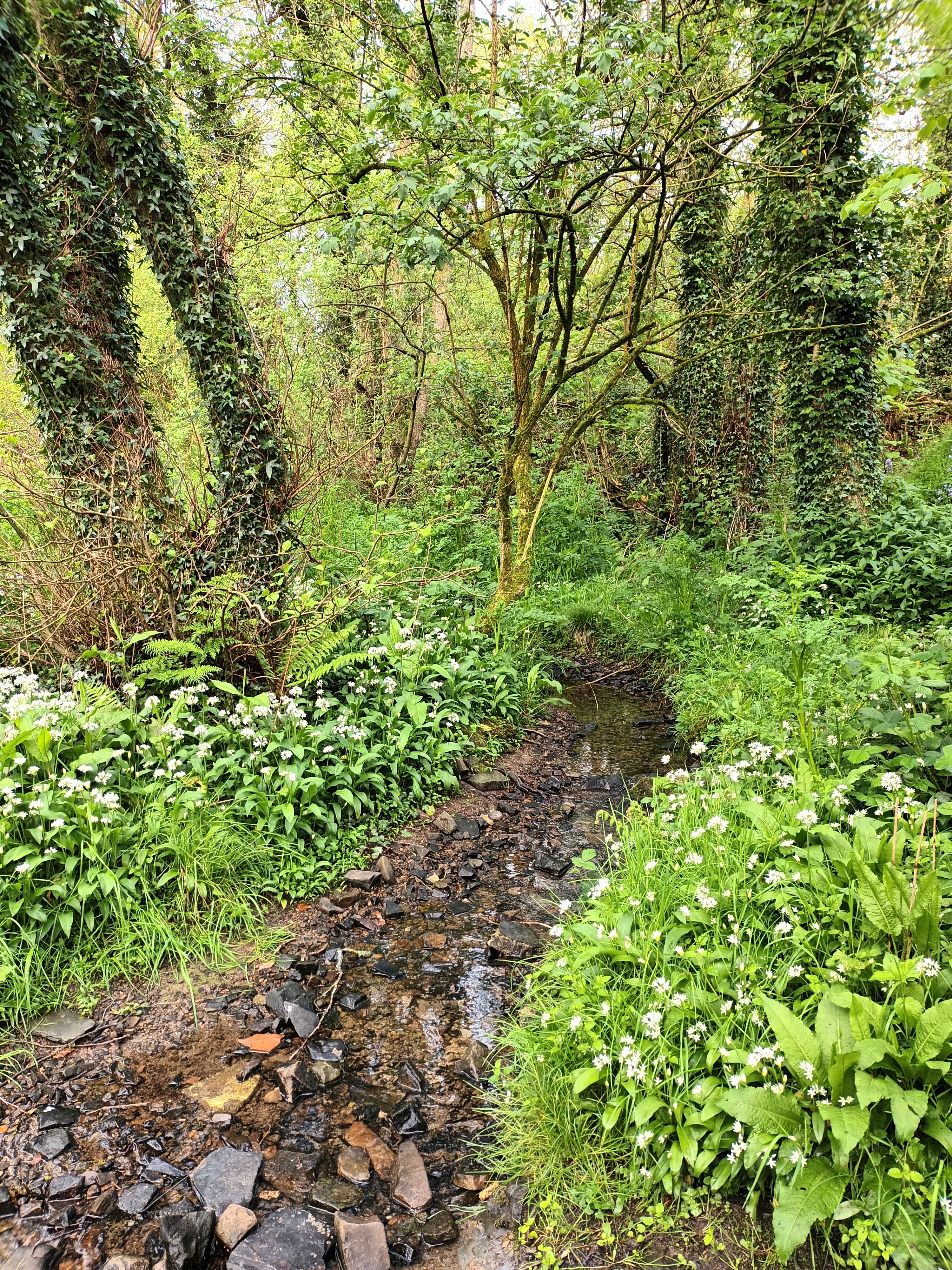 wild garlic growing under the trees alongside a small stream