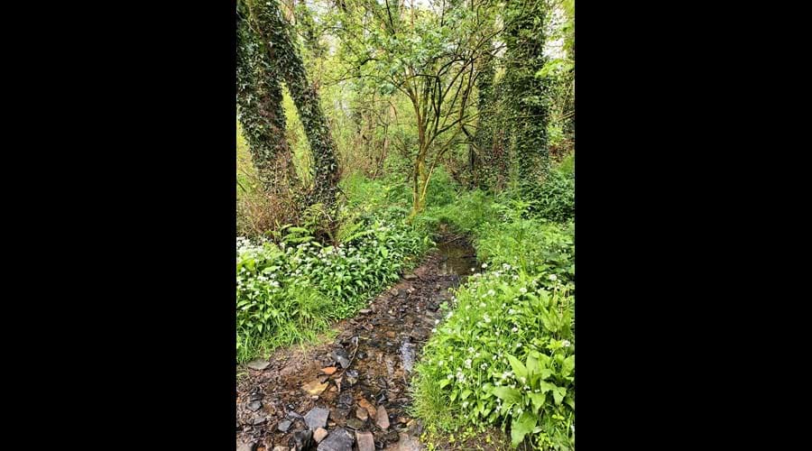 wild garlic growing under the trees alongside a small stream