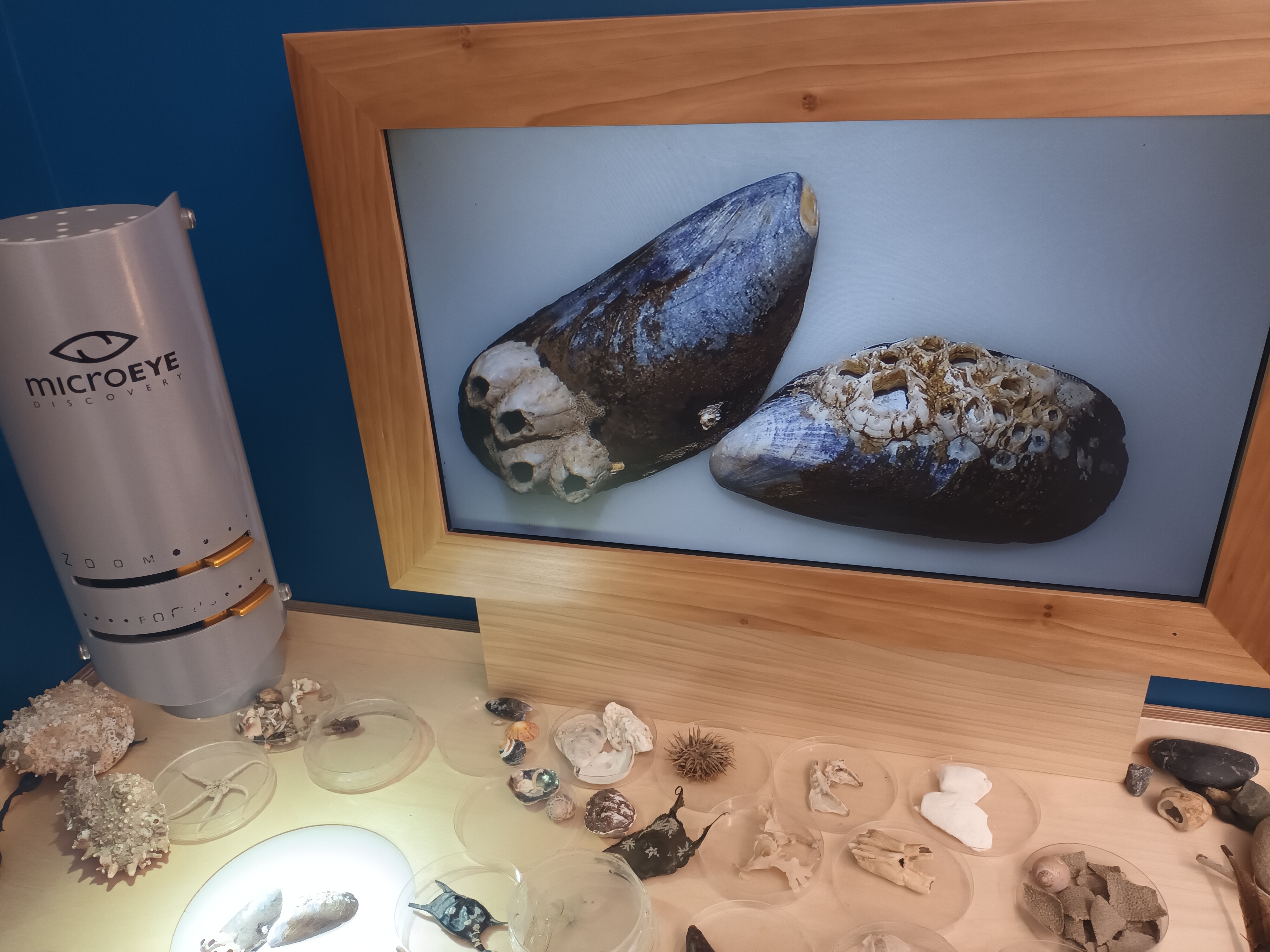 Microscope with a large screen image of mussel shells
