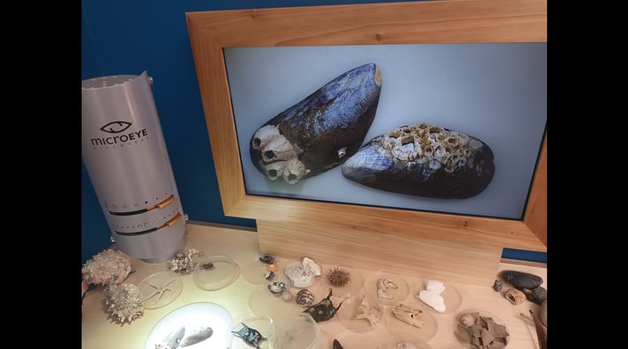 Microscope with a large screen image of mussel shells