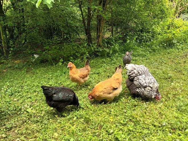 A group of five hens foraging in the grass