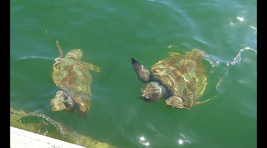 Turtles in Argostoli Turtles in Argostoli
