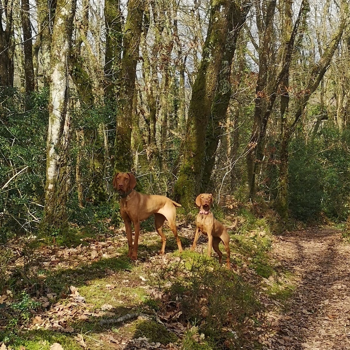 Canaston Woods