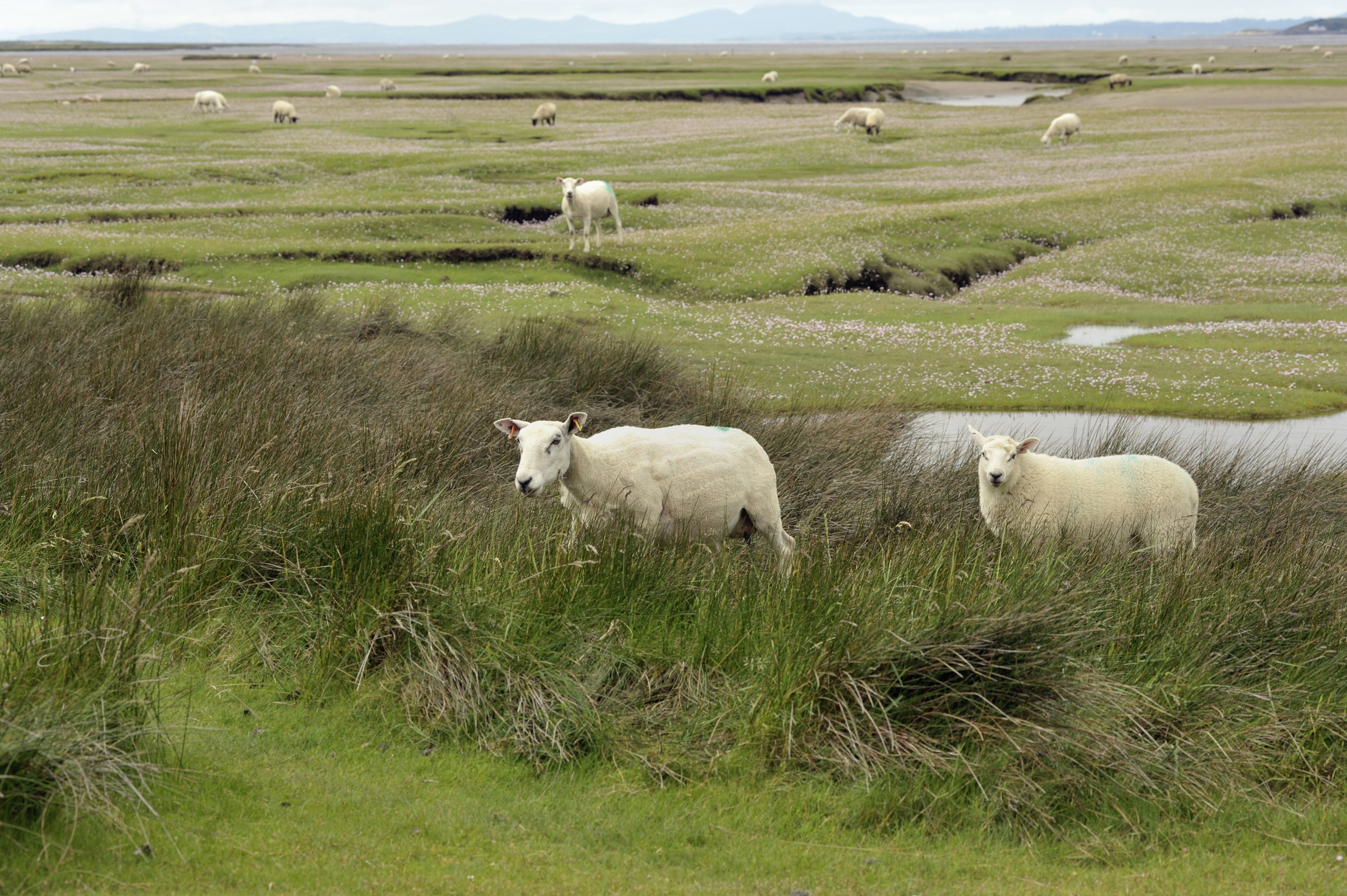 Sheep on Salt Marsh