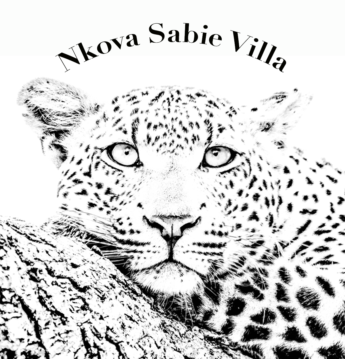 Logo - www.nkovasabie.com