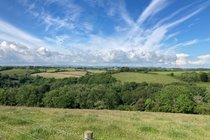 Local View!