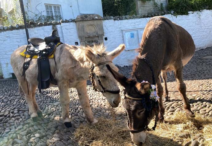 Donkey rides at “Clovelly Village” 