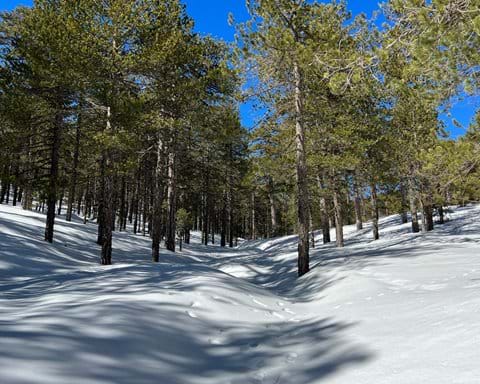 The Troodos is a massif of eroded igneous rock dissected by steep valleys covered with stands of pine, cypress, dwarf oak, and cedar, now protected as state forests; its peaks are snow-clad from December to March