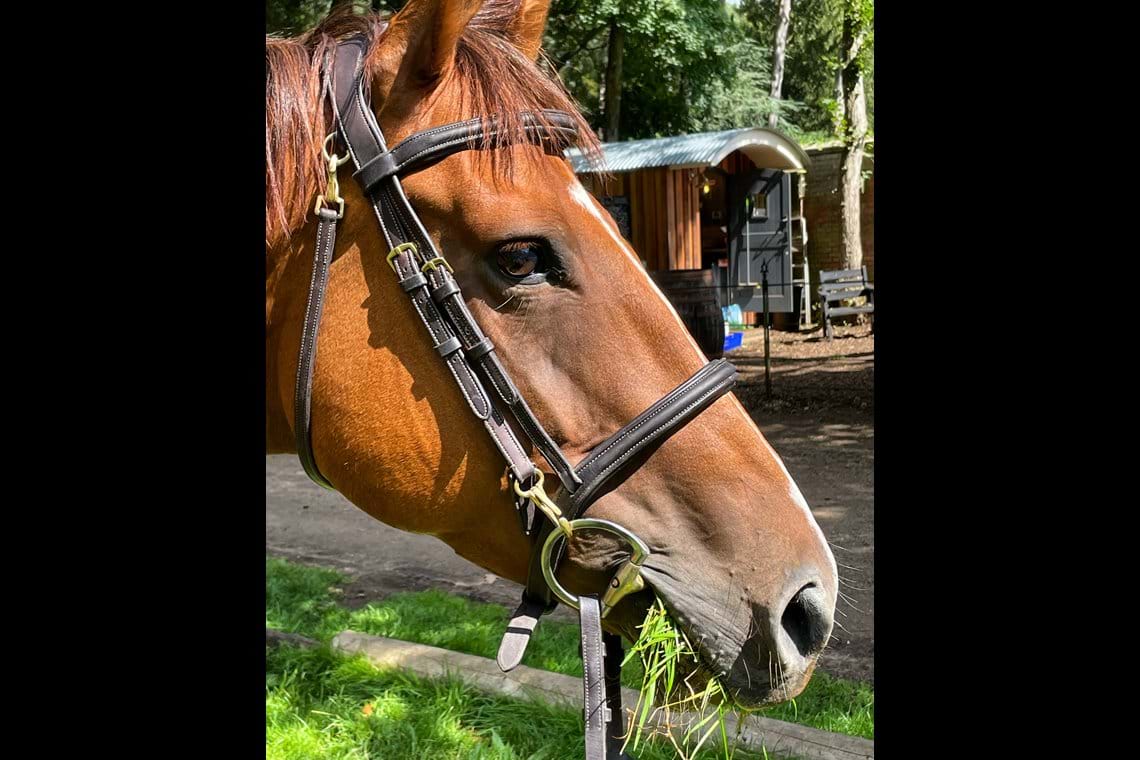 Photos Forest Equine Escapes