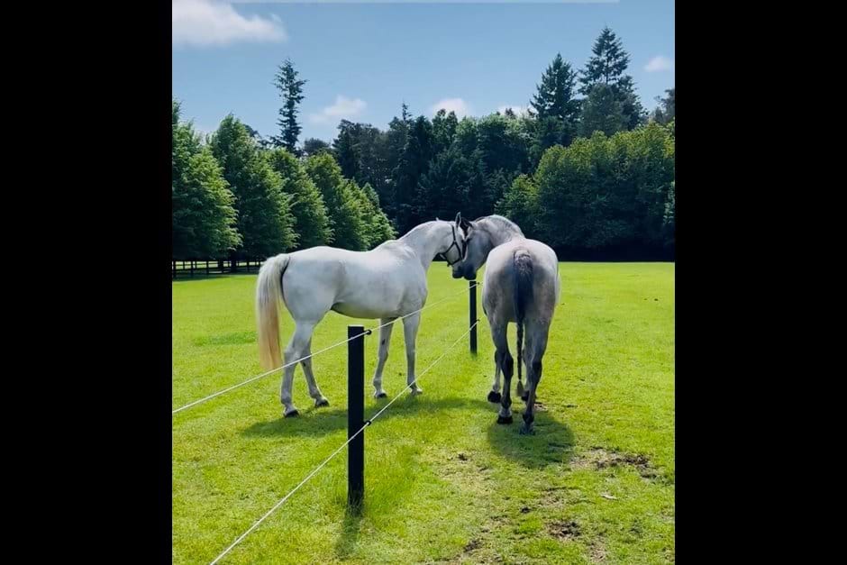 Photos Forest Equine Escapes