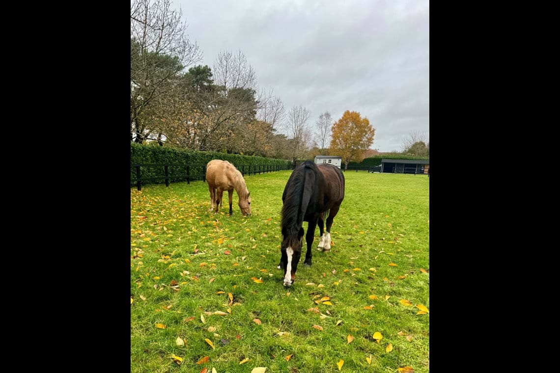 Photos Forest Equine Escapes