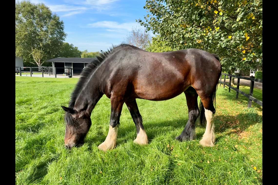 Photos Forest Equine Escapes