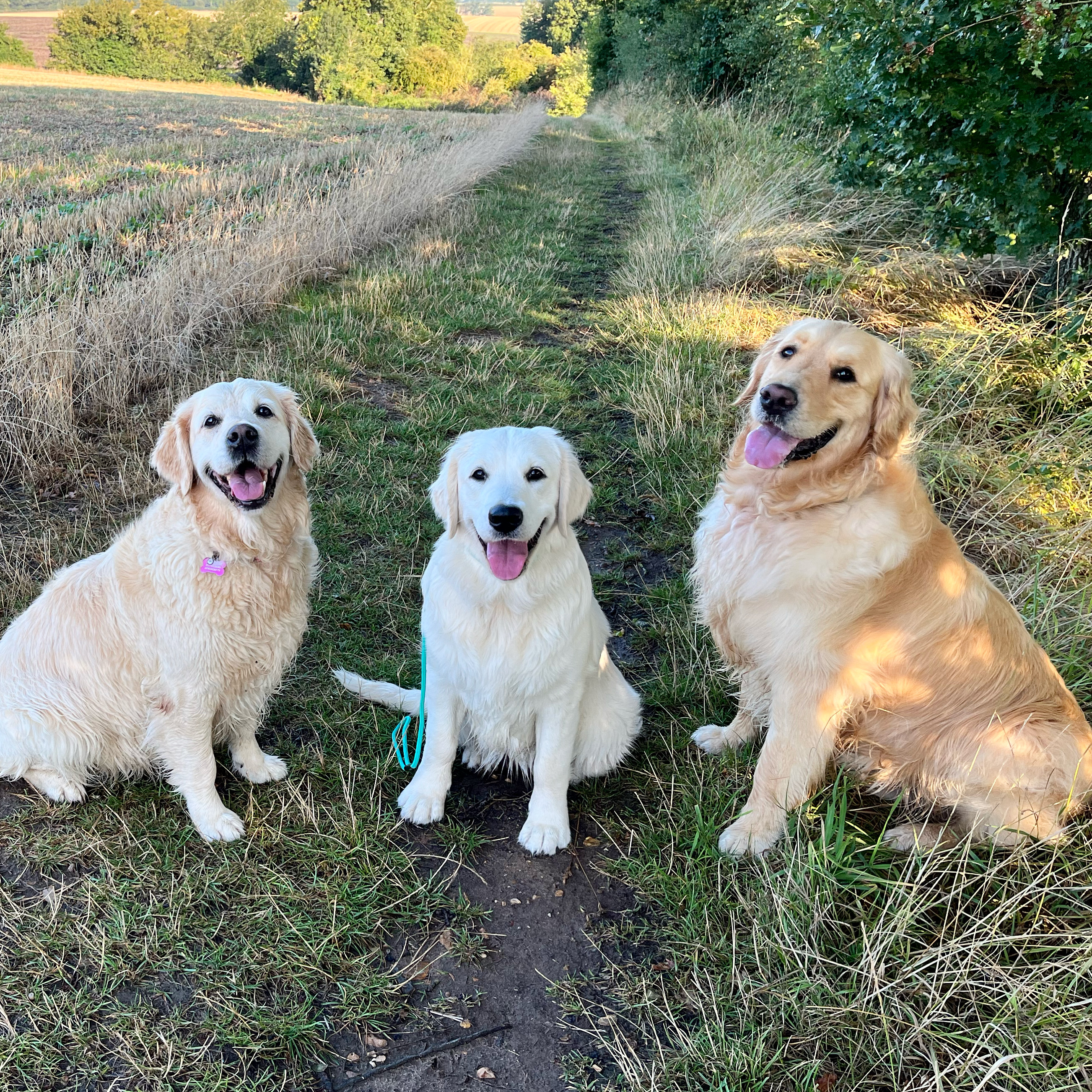 Golden Retrievers