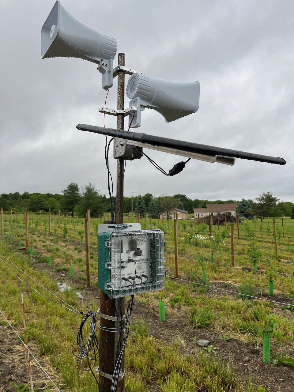 Trying everything to keep deer from eating young vines!