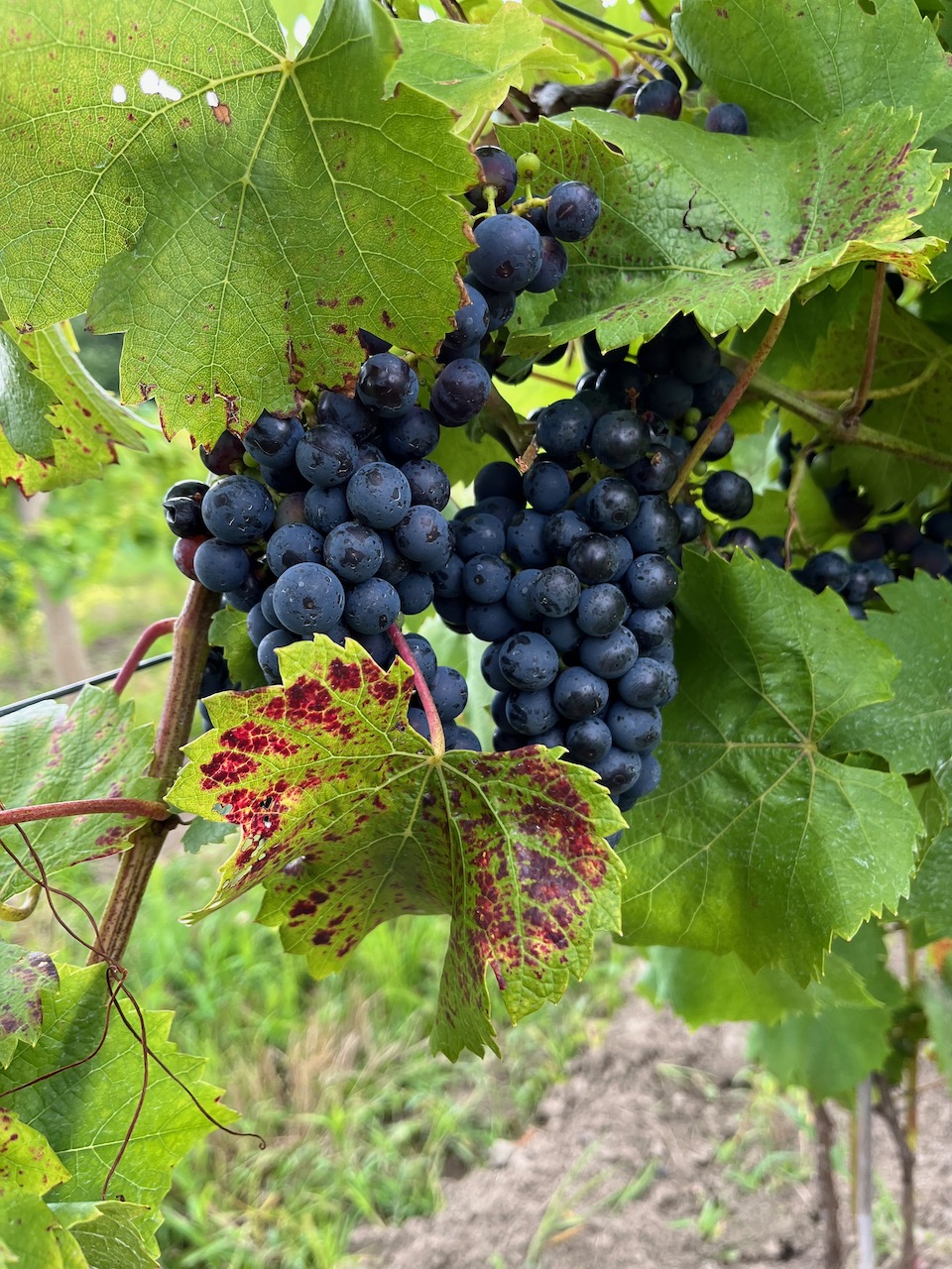 Regent grapes, 3rd year