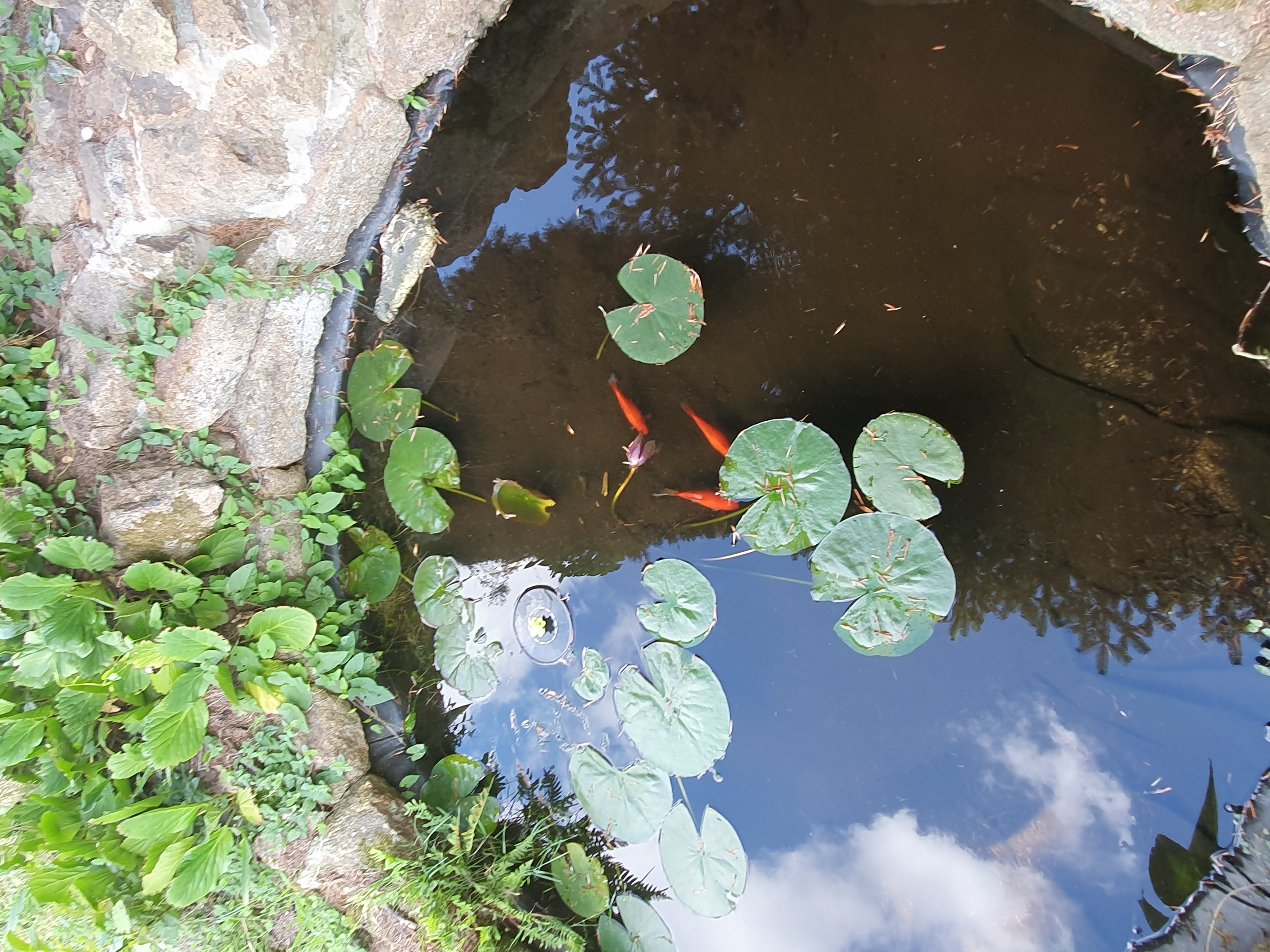 Garden pond