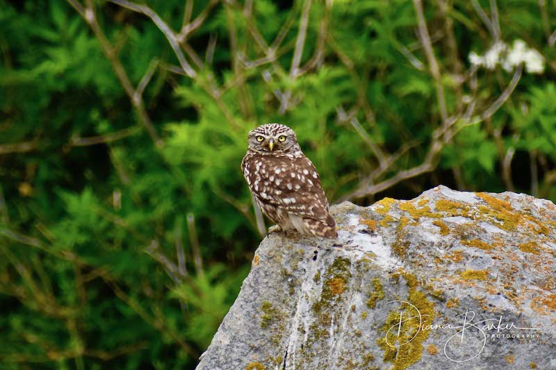 Jurassic Coast holiday cottage near top birdwatching spots in Dorset