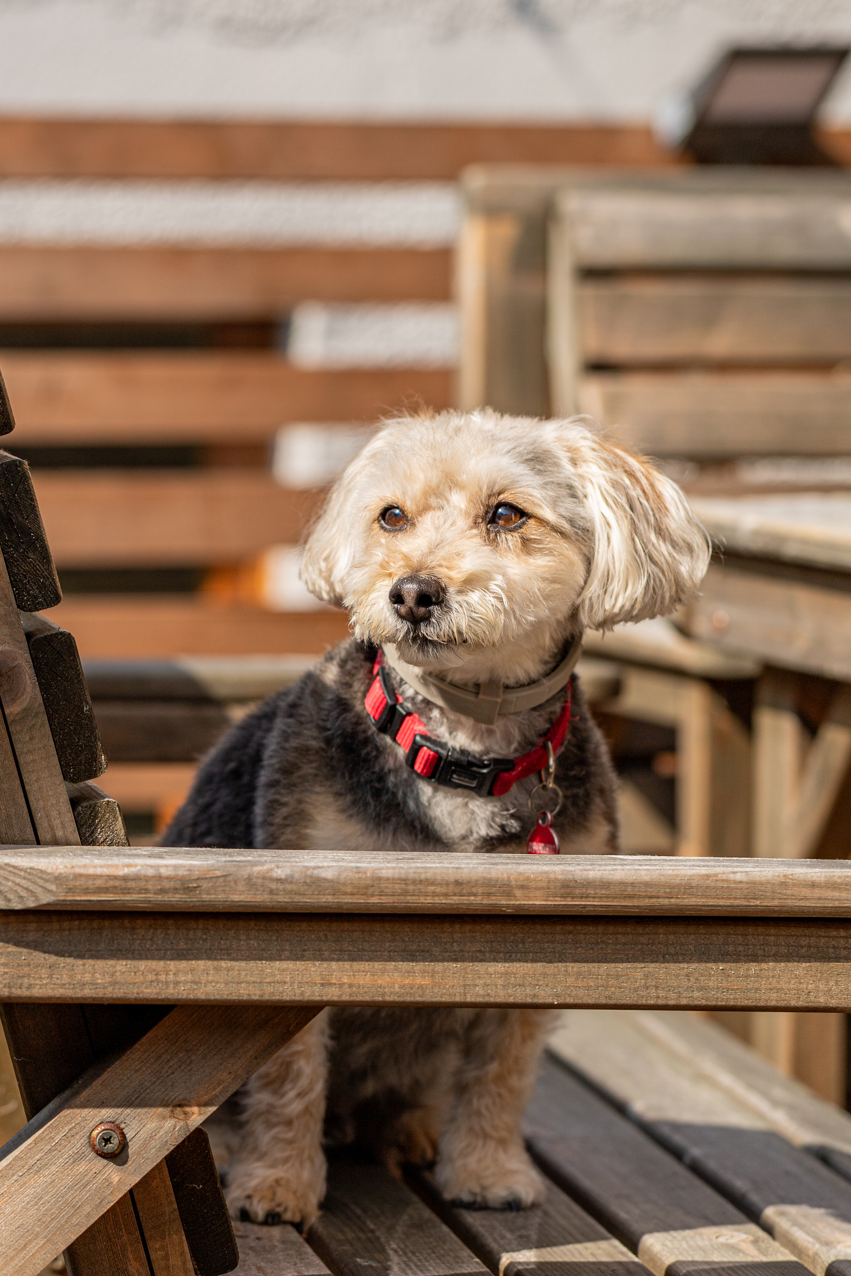 Dog-friendly holiday cottage garden in Portland