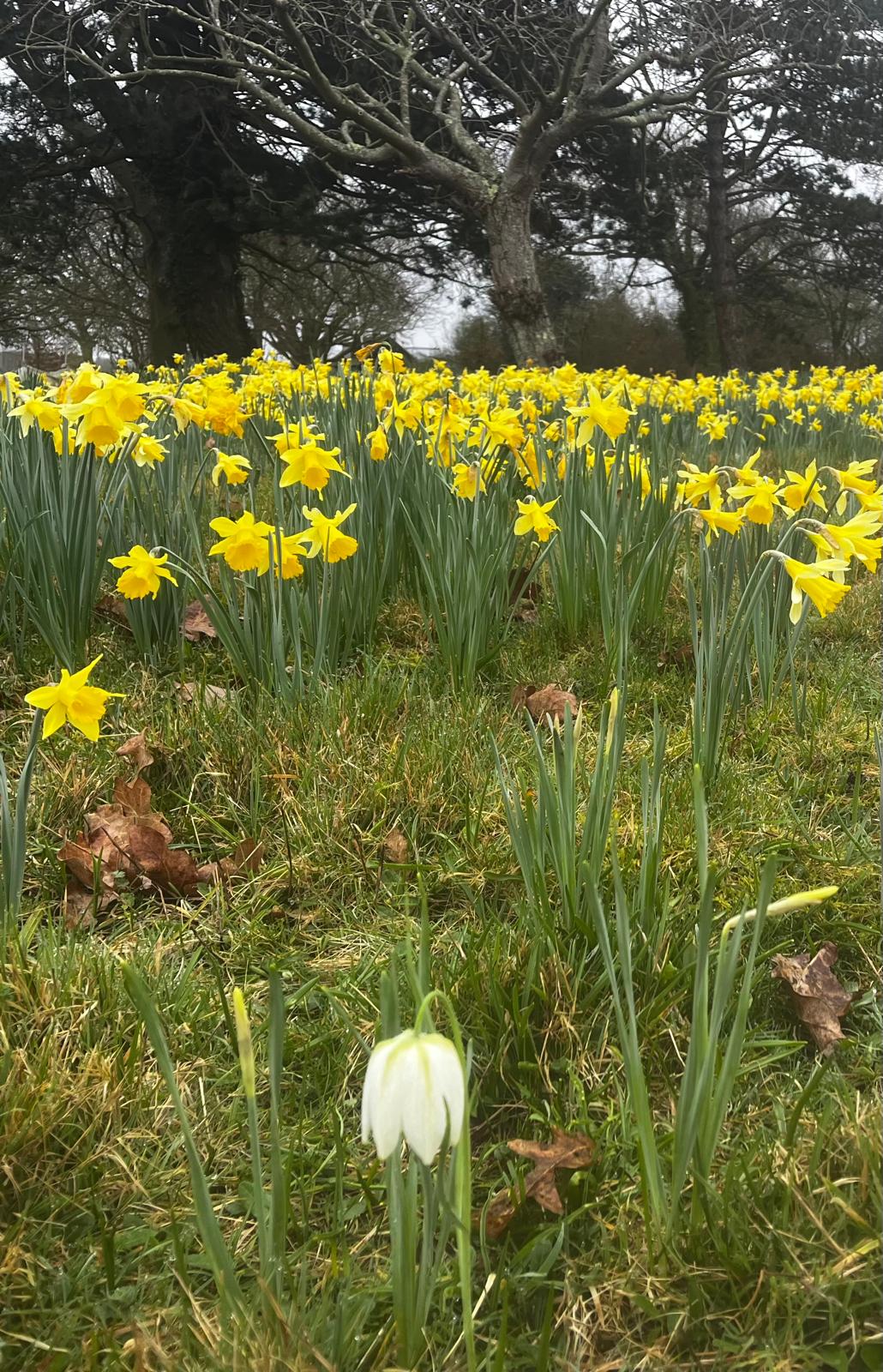 Snakeshead Fritillary