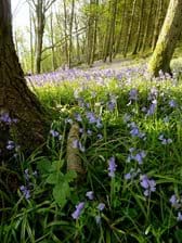 The bluebell wood in April
