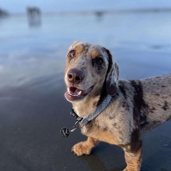 Dog friendly beaches