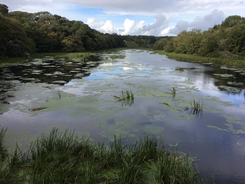 Bosherston Lily Ponds