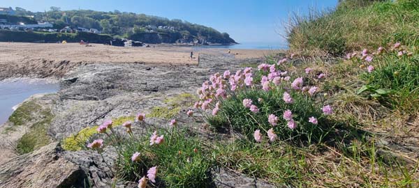 Spring flowers at Aberporth beach