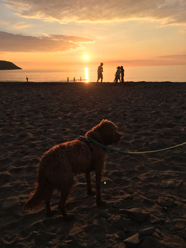Cavapoo at Tresaith beach at sunset