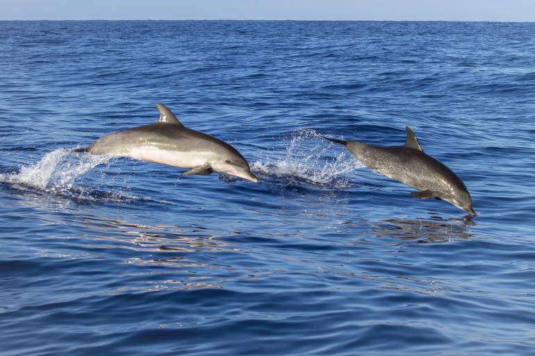 Cardigan Bay Bottlenose Dolphins