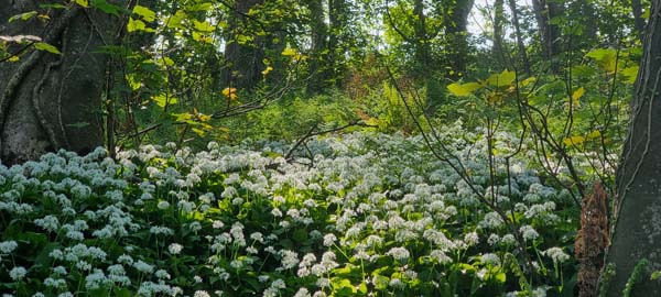 Wild garlic walk at Llangrannog