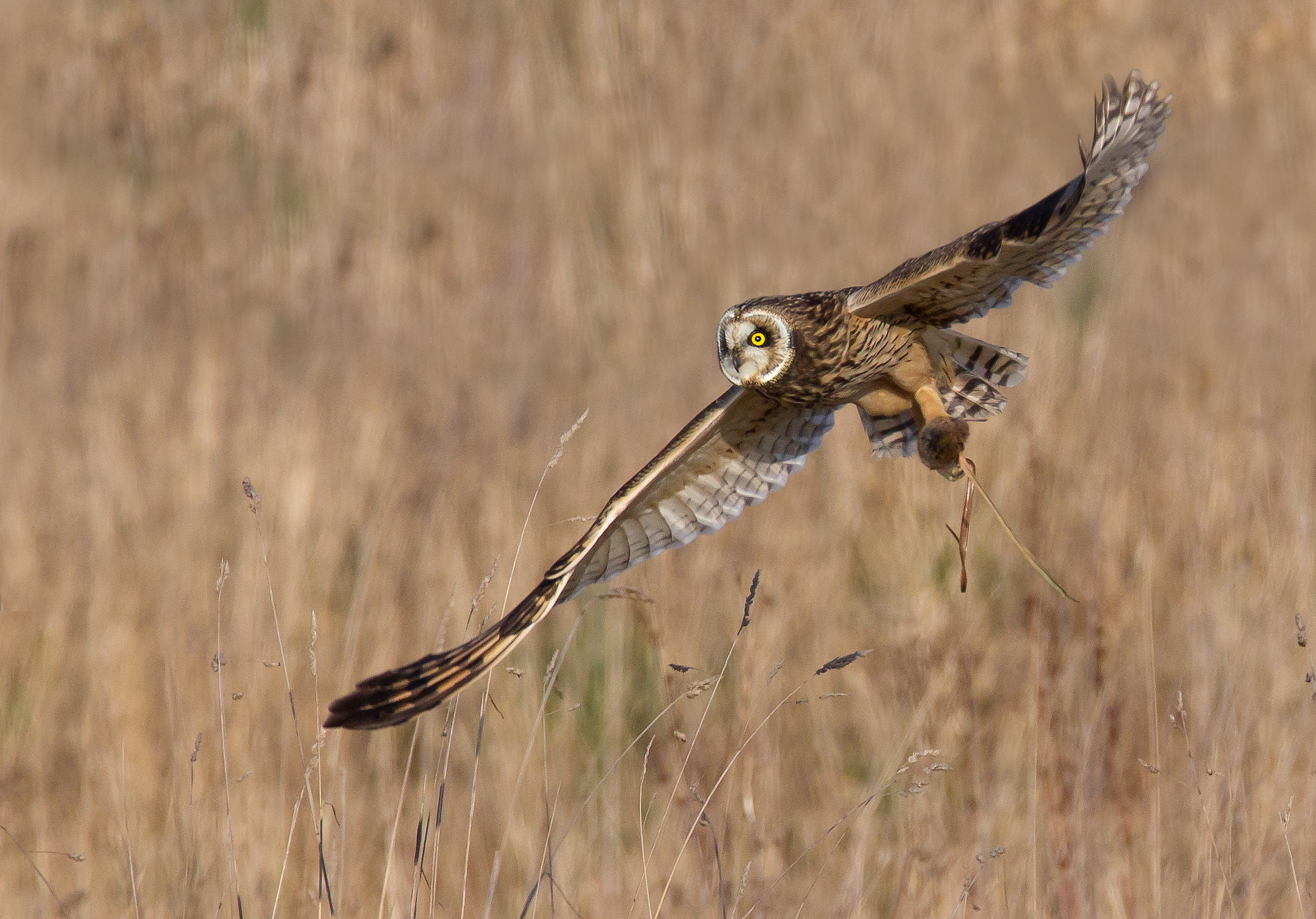 Short Eared Owl - Credit Mike Nicholas NYMNP