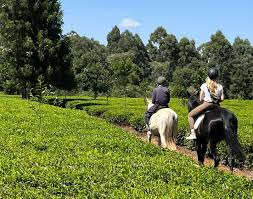 Tigoni Equestrian near Pond Cottage Tigoni, Kenya